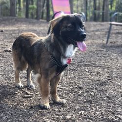 Oakwood Dog Park