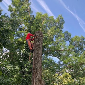 Guti Tree Experts - Tree Services Near Me - Gaithersburg, Maryland Guti Tree Experts - Tree Services Near Me - Gaithersburg, Maryland