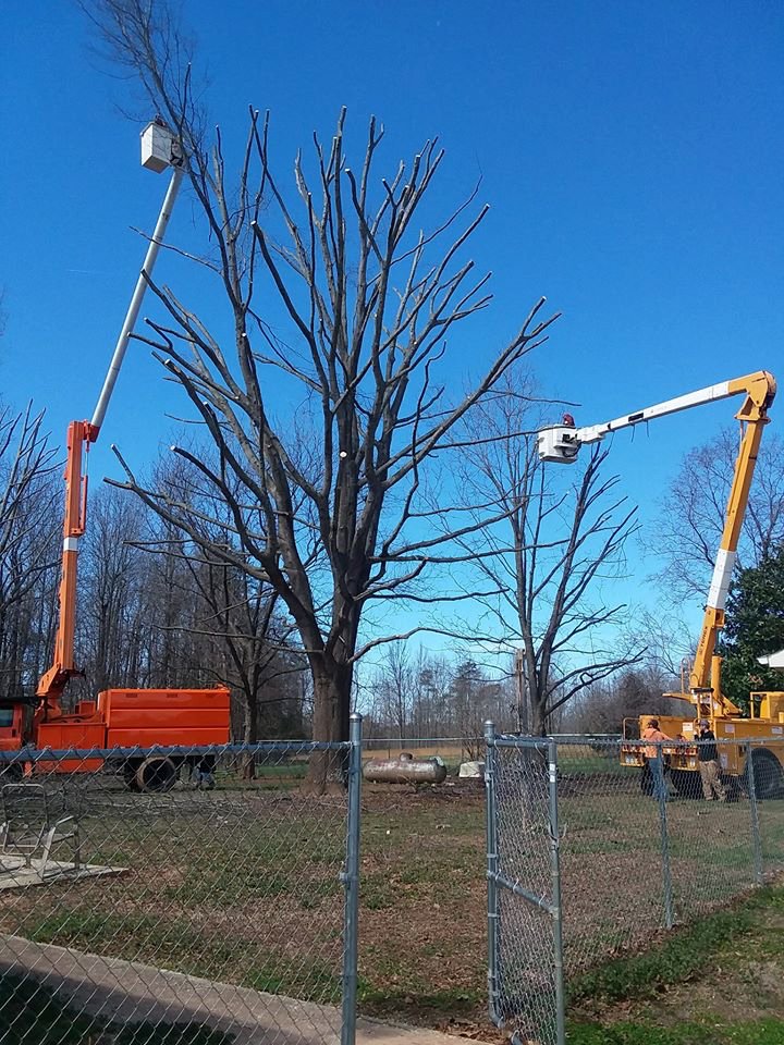 Vanderbilt Tree Service - tree service in Madison, WI