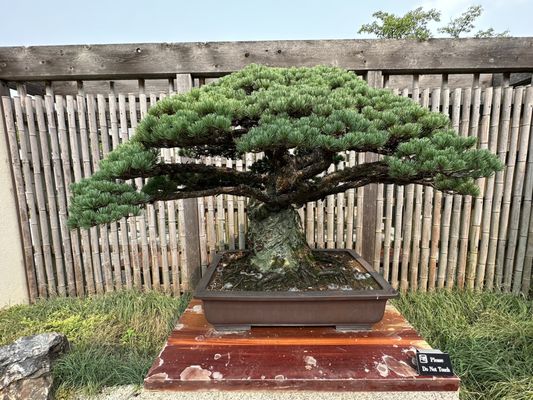 National Bonsai & Penjing Museum by null