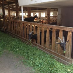 Berghof Schmelz & Schudt - Hier geht's auch den tierischen Mitarbeitern gut ...