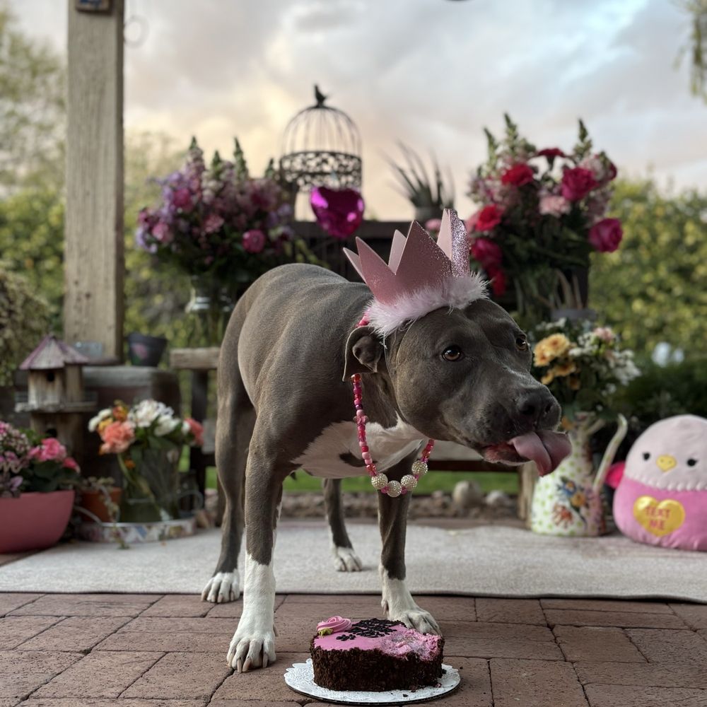 Three Dog Bakery - Loving her cake and crown - Pet Stores Near Me - Chandler, Arizona Three Dog Bakery - Loving her cake and crown - Pet Stores Near Me - Chandler, Arizona