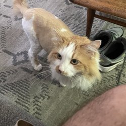 Studio 31 - Pet spa