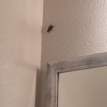 Westerly 360 - T2511. Roaches! - Apartments Near Me - Austin, Texas