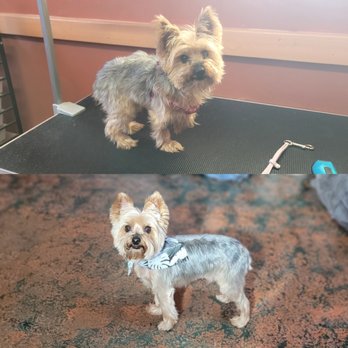 Mystic Grooming - Pet Groomers Near Me Mystic Grooming - Pet Groomers Near Me
