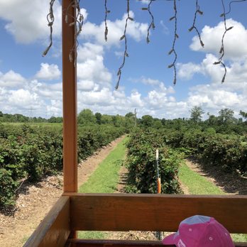Froberg's Farm - Pick Your Own Farms Near Me - Alvin, Texas Froberg's Farm - Pick Your Own Farms Near Me - Alvin, Texas