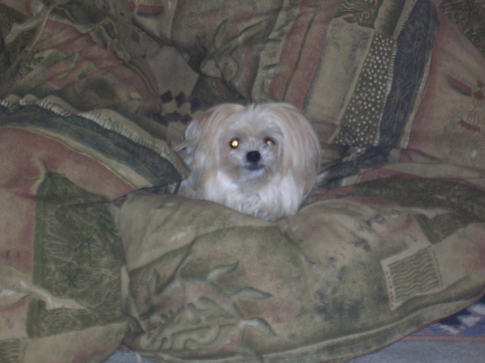 DOG & GROOM Updated September 2024 511 Mt Pleasant, Toronto, Ontario Pet Groomers Phone