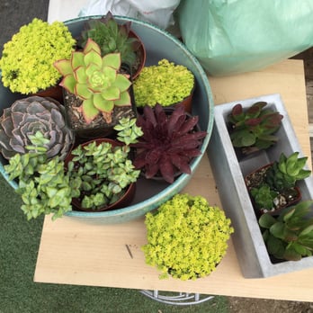 Aki Nursery - Mixing and matching during the selection process. - Nurseries & Gardening Near Me - Irvine, California Aki Nursery - Mixing and matching during the selection process. - Nurseries & Gardening Near Me - Irvine, California
