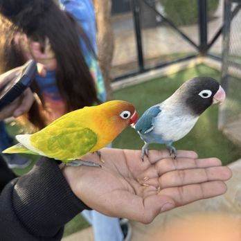 PaiPai Ecotourism Park - Bird encounter - Zoos Near Me - Maneadero, BCN PaiPai Ecotourism Park - Bird encounter - Zoos Near Me - Maneadero, BCN