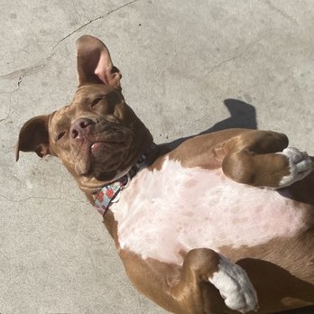 Passion for Pitties - Her "watchu talking bout Willis" face - Pet Adoption Near Me