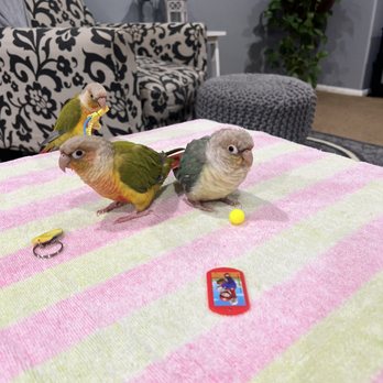 Palmdale Veterinary Hospital - Pineapple Green Cheek Conures Turquoise Conure - Veterinarians Near Me - Palmdale, California Palmdale Veterinary Hospital - Pineapple Green Cheek Conures Turquoise Conure - Veterinarians Near Me - Palmdale, California