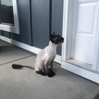 Williams Pet Parlor - Pet Groomers Near Me - LynH, Florida Williams Pet Parlor - Pet Groomers Near Me - LynH, Florida