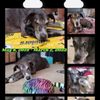 Danmar Pet Resort gift card