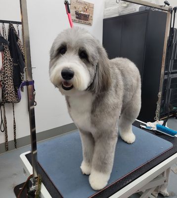 Happy Dogs - yes! we can groom your beautiful doodles 🐾❤️ Happy Dogs - yes! we can groom your beautiful doodles 🐾❤️