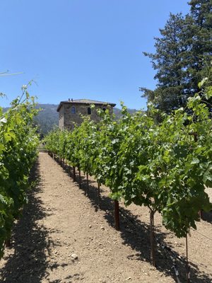 Anomaly Vineyards by null