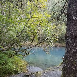 Black Bear Campground- Chugach National Forest