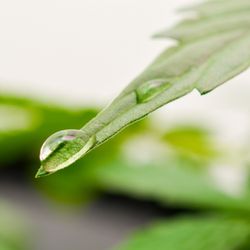 Express Marijuana Card