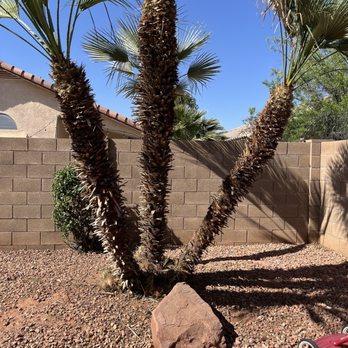 Four Season Clean Ups - Trimmed the excess growth on the palm. - Landscaping Near Me - Gilbert, Arizona Four Season Clean Ups - Trimmed the excess growth on the palm. - Landscaping Near Me - Gilbert, Arizona