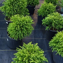 Advanced Nursery Growers