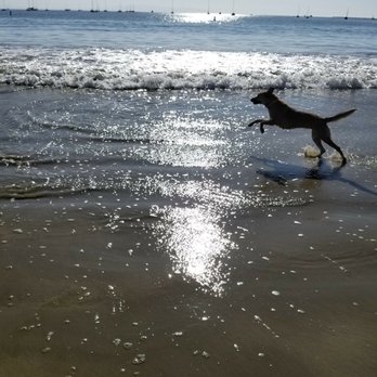 Fisherman's Beach - Dog Beach - Our dog playing in the water at the beach! - Beaches Near Me - Avila Beach, California Fisherman's Beach - Dog Beach - Our dog playing in the water at the beach! - Beaches Near Me - Avila Beach, California