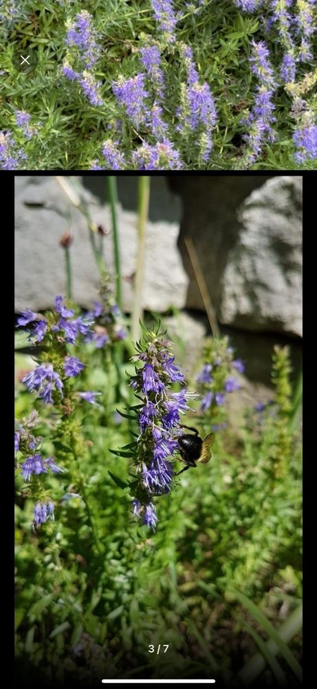 Astrid's Lavender Farm - beekeeping in Gig Harbor, WA