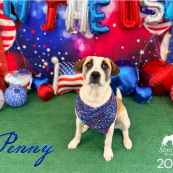 Starwood Pet Resort - Pet Groomers Near Me - Oxford, Massachusetts