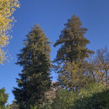 Capitol Park - Beautiful Coast redwoods. - Parks Near Me - Sacramento, California