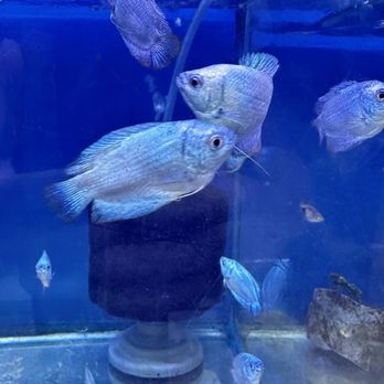 PetZone - Gourami - Local Fish Stores Near Me - San Juan City, NCR