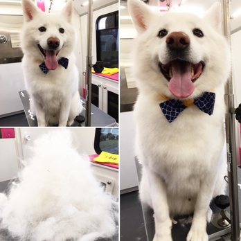 Hot Doggy Dos - Great arm workout deshedding this stunning samoyed mix - Pet Groomers Near Me Hot Doggy Dos - Great arm workout deshedding this stunning samoyed mix - Pet Groomers Near Me