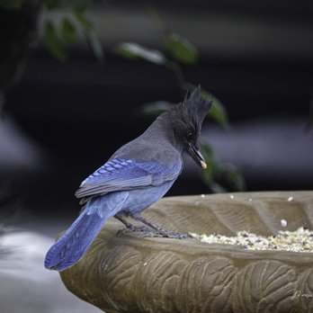 Grey Squirrel Resort & Vacation Rental Homes - Steller's Jay - Big Bear Lake, CA