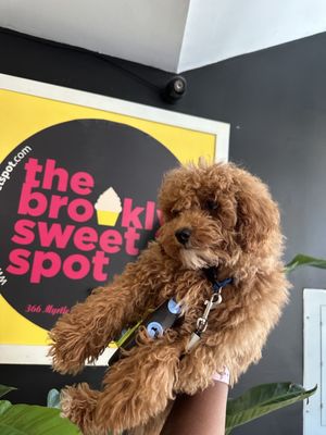 The Brooklyn Sweet Spot by null