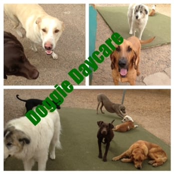 Beck'n Call Pet Services - Cage free Doggy Daycare - Pet Sitting Near Me - Albuquerque, New Mexico