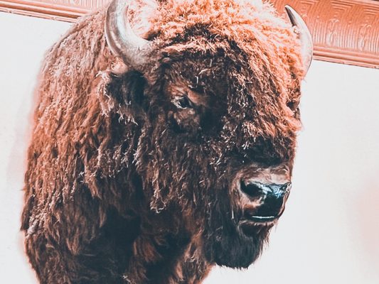 Ted's Montana Grill by null