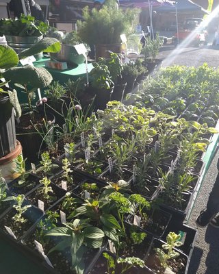 Rose City Farmers Market by null