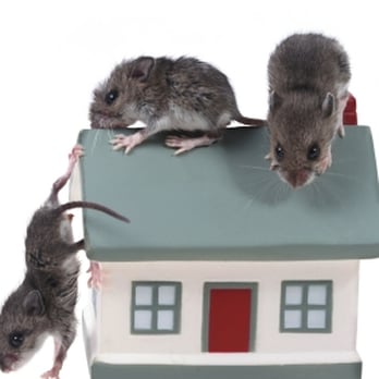 Combat Pest Control - Pest Control Near Me - Hanson, Massachusetts