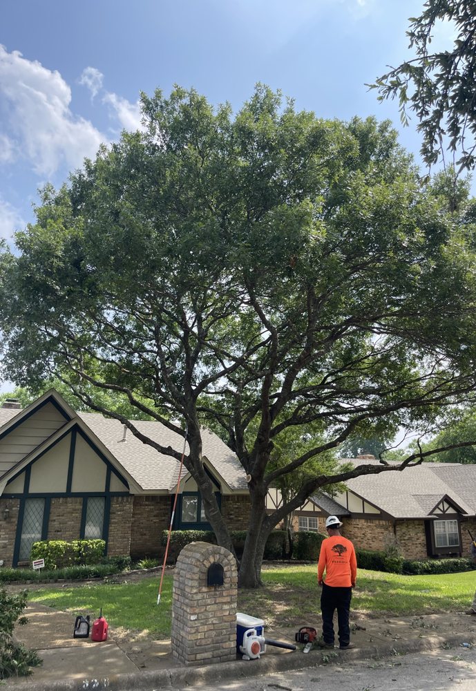 PLATINUM TREE SERVICE - Updated June 2026 - Request a Quote - Dallas ...