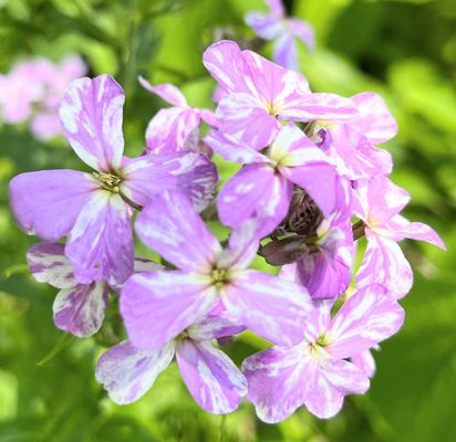 Matthaei Botanical Gardens by null