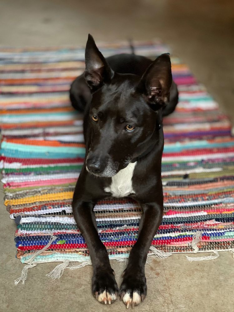 OKC ANIMAL SHELTER Updated September 2024 37 Photos & 35 Reviews