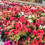 Photo of Pleasant Nursery