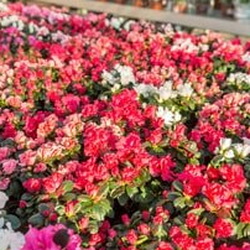Pleasant Nursery