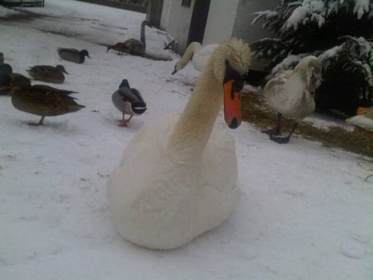 The Globe Inn by null