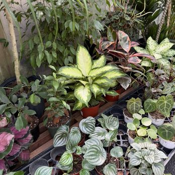 Merrihew's Sunset Gardens - Nurseries & Gardening Near Me - Santa Monica, California