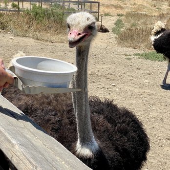 Ostrichland USA - Hangry - Attraction Farms Near Me - Solvang, California