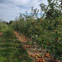 Cider Hill Family Orchard