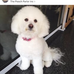 The Pooch Parlour