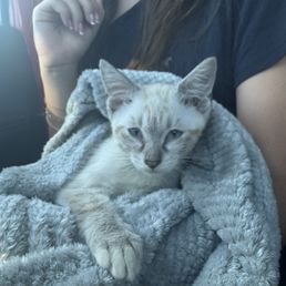 Rescued Bailey- who was adopted by a staff member at Pet Lovers Animal Clinic when we brought him in for a check up. Rescued Bailey- who was adopted by a staff member at Pet Lovers Animal Clinic when we brought him in for a check up.