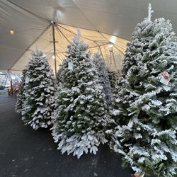 ABC Tree Farms - Flocked trees