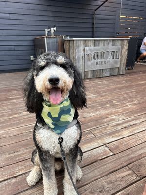 Burial Beer Co. Raleigh Taproom by null