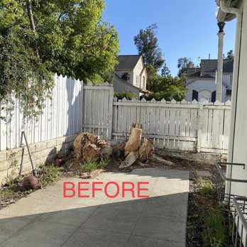 Paez Tree Service - Before and after - Tree Services Near Me - Anaheim, California Paez Tree Service - Before and after - Tree Services Near Me - Anaheim, California