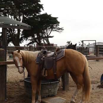 Ocean View Stables - Horseback Riding Near Me - Daly City, California